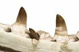 Mosasaur Jaw with Eleven Teeth - Morocco #225340-6